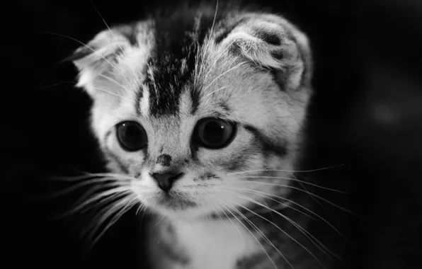 Picture eyes, look, black and white, kitty, Kote