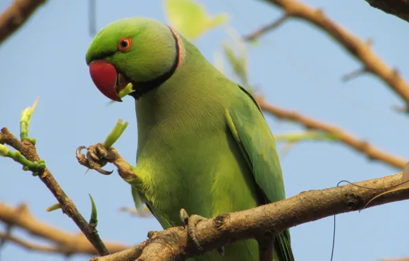 Picture green, kawaii, forest, sky, bird, feathers, tree, animal, wildlife, eating, sugoi, subarashii, outdoor, claws, beak, …