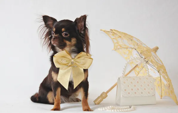 Picture umbrella, dog, Chihuahua