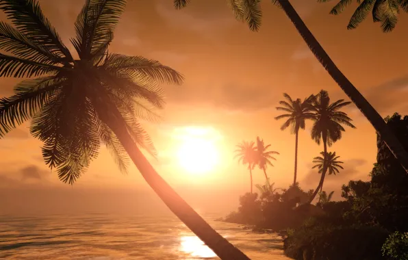 Picture sunset, tropics, palm trees, silhouettes