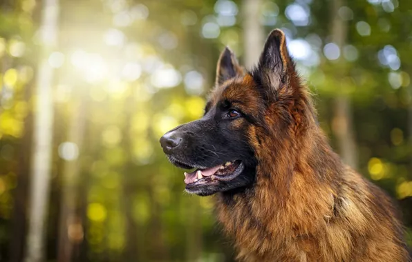 Picture Dog, Forest, German Shepherd