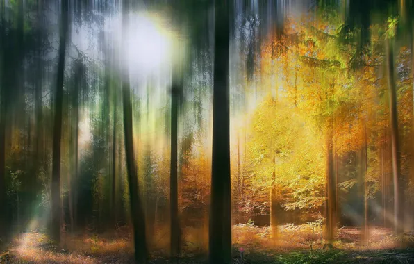 Picture abstract, Colours, serene, fairytale forest