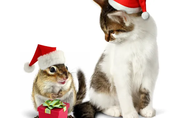 Picture cat, cat, gift, hat, New year, animal, Chipmunk, Christmas, cat, cap, New Year, gift