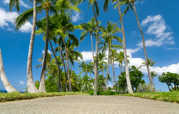 Picture sea, the sky, clouds, tropics, palm trees, Hawaii, Sunny