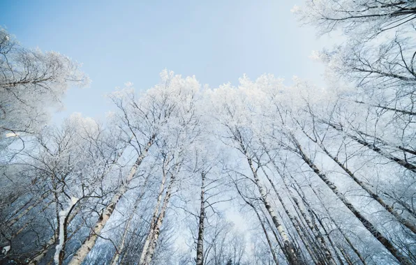 Picture the sky, snow, nature, birch
