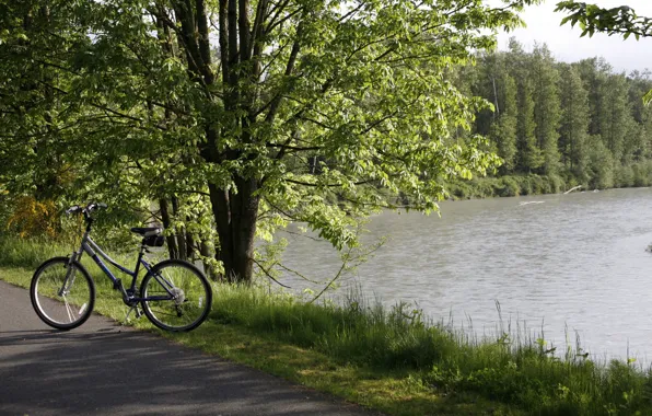 Picture road, forest, nature, bike, lake, bike, halt