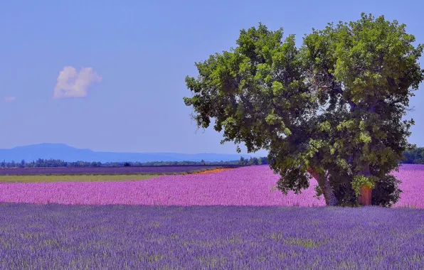 Picture field, flowers, mountains, tree, France, lavender, plantation, Provence