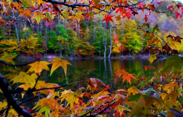 Picture autumn, leaves, macro, landscape, nature