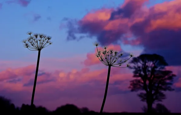 Picture the sky, clouds, macro, sunset, plant, the evening