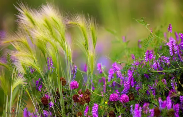 Picture grass, flowers, meadow