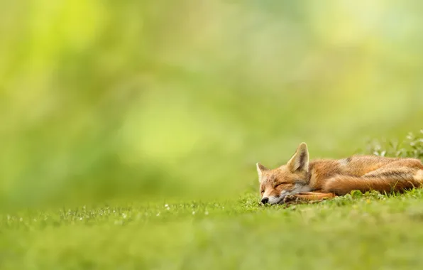 Picture greens, grass, nature, Fox, sleeping, red, Fox
