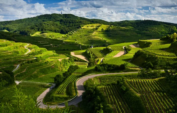 Picture road, landscape, nature, view, field, the vineyards