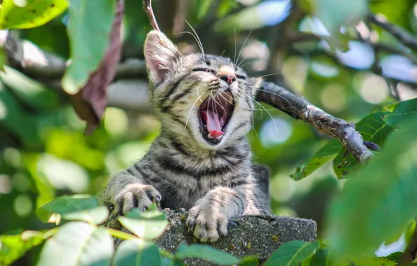 Picture greens, leaves, branches, kitty, grey, yawns