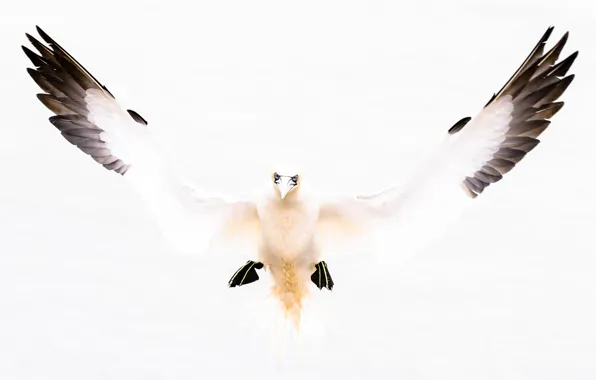Picture bird, wings, beak
