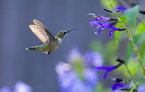 Picture flower, bird, blue, fly, animal