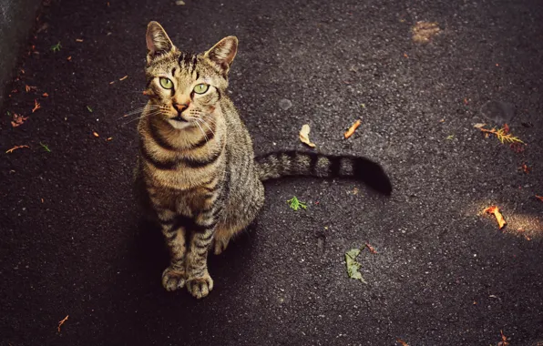 Picture eyes, cat, leaves, street, tail