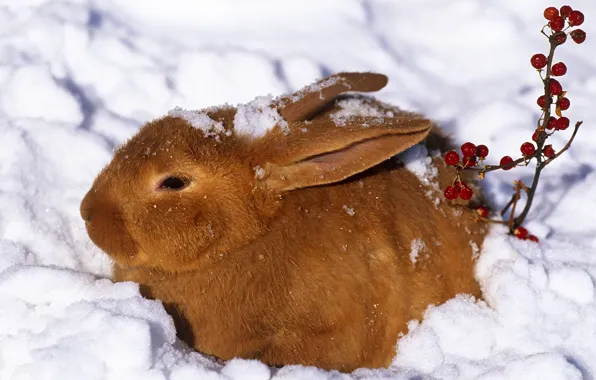 Picture winter, snow, berries, hare, rabbit, red