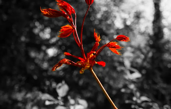 Picture Red, Nature, Spring, Forest, Woods, Branch, Black and white