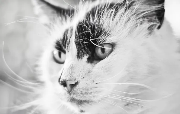 Picture Beautiful, black and white, Cat