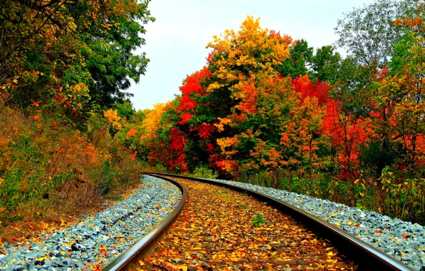 Picture autumn, bright, rail