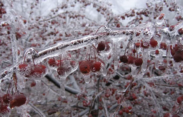 Picture ice, winter, cherry