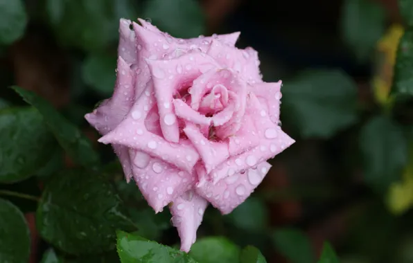 Picture flower, water, drops, macro, Rosa, rose, petals, Bud, rose