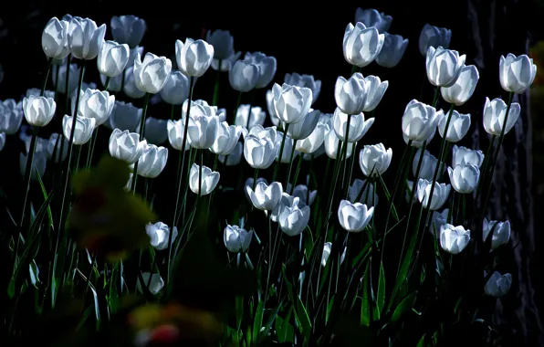 Picture lighting, tulips, white