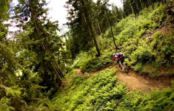 Picture nature, athlete, cyclist, mountain bike