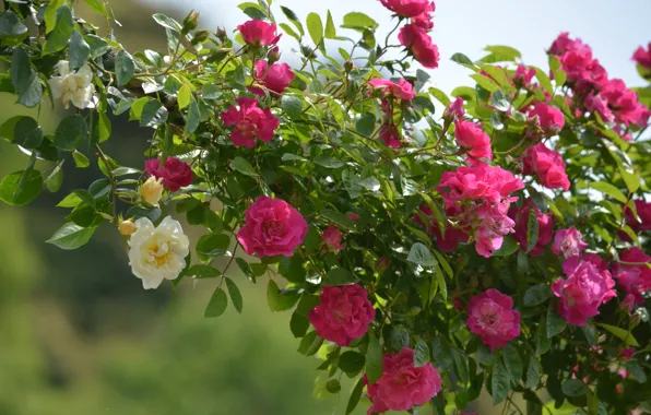 Picture background, roses, climbing roses