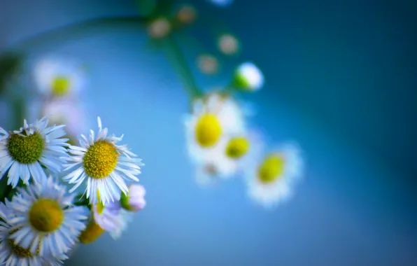 Picture nature, petals, Daisy