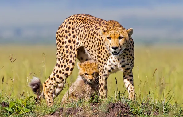 Picture Cheetah, Africa, cub, kitty, cheetahs