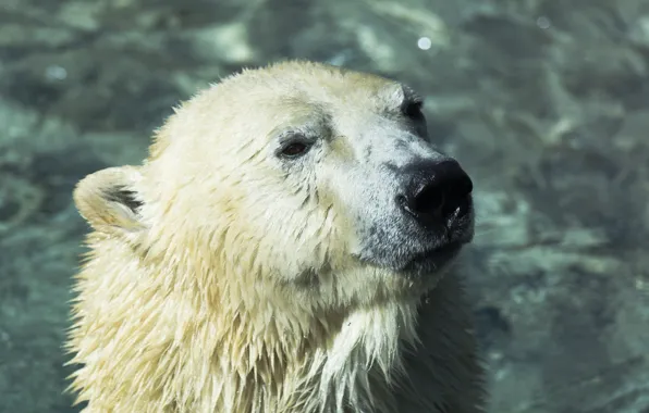 Picture face, predator, bathing, polar bear