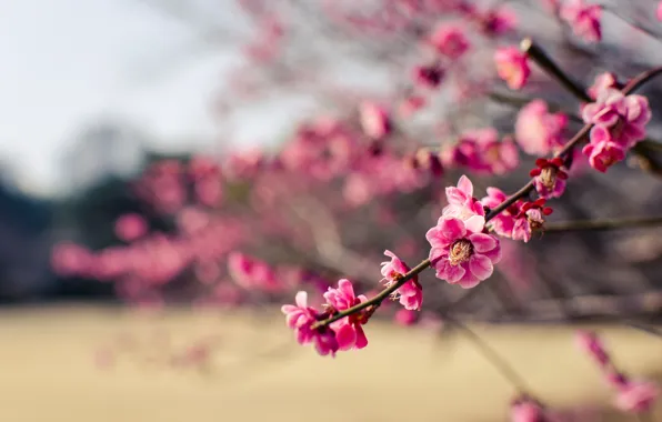 Picture macro, flowers, branches, Park, tree, petals, Japan, blur, pink, drain