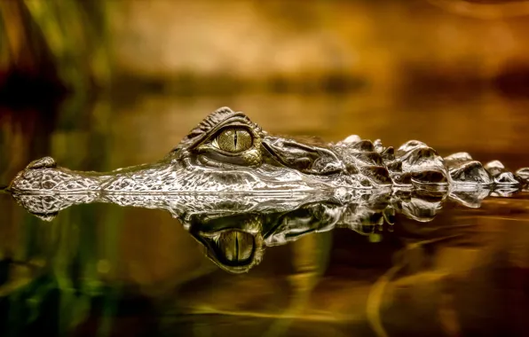 Picture nature, eyes, crocodile