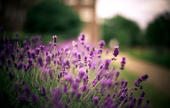 Picture trees, flowers, nature, plant, blur, purple, path, lavender