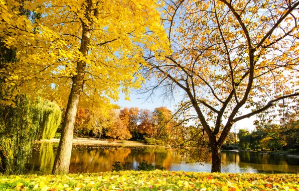 Picture autumn, nature, river, yellow leaves, autumn