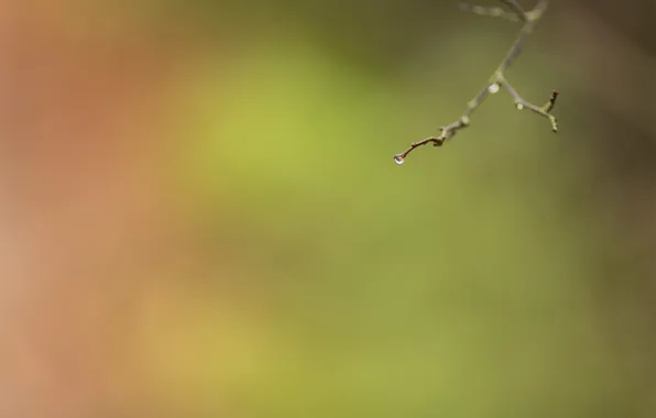 Picture background, drop, branch