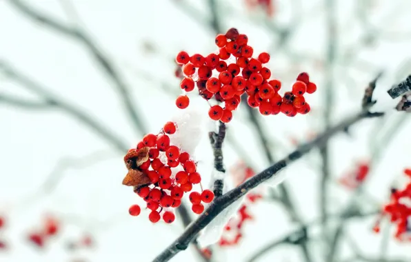 Picture autumn, snow, berries, branch, Rowan