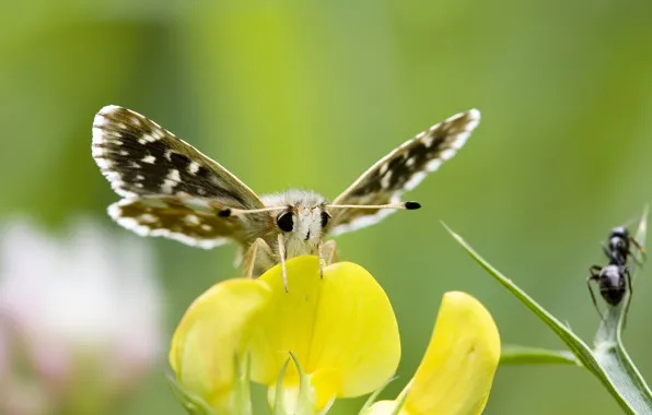 Picture flower, eyes, yellow, butterfly, antennae
