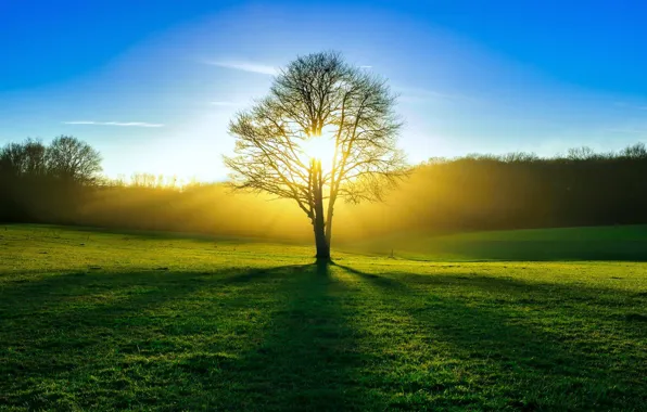 Picture field, forest, summer, the sun, light, tree
