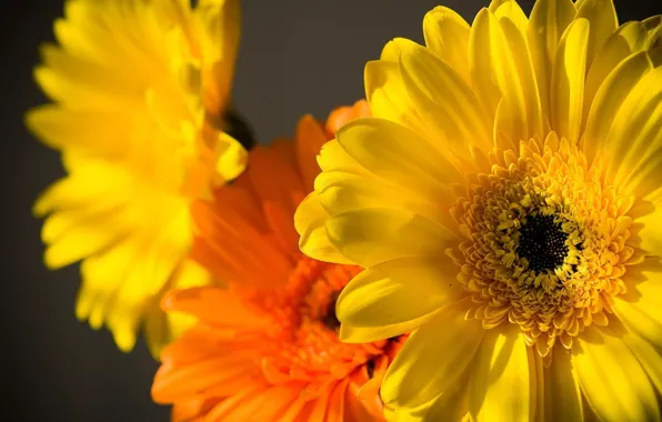 Picture yellow, Macro, petals