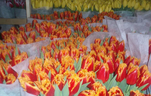 Picture flowers, orange, red, yellow, bouquet, spring, Bud, tulips, fringe, selling