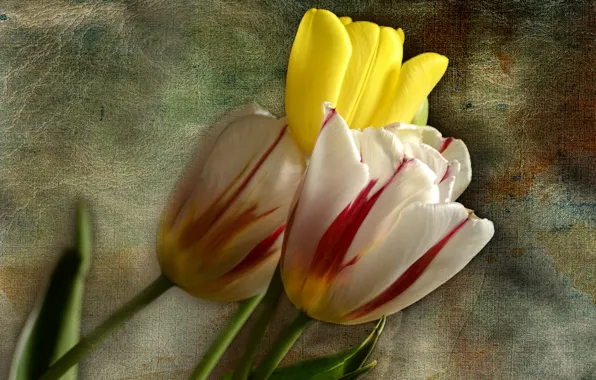 Picture background, tulips, trio, buds