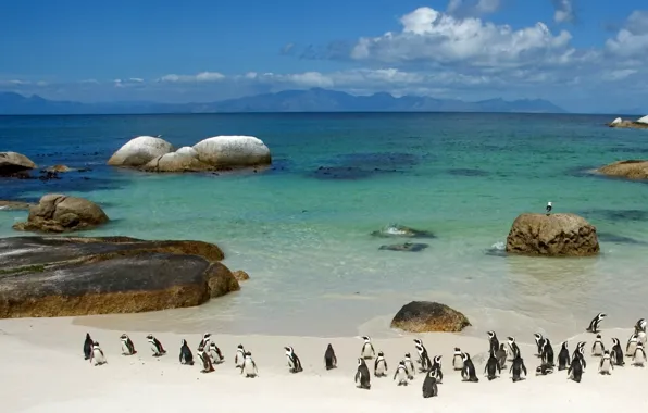 Picture water, stones, shore, Penguins