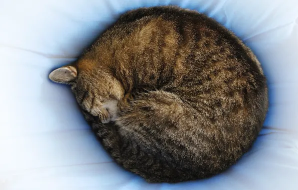 Picture cat, sleeping, photographer, Giovanni Zacche, pulsata, a ball
