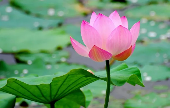 Picture flower, water, macro, sheet, pond, Lotus