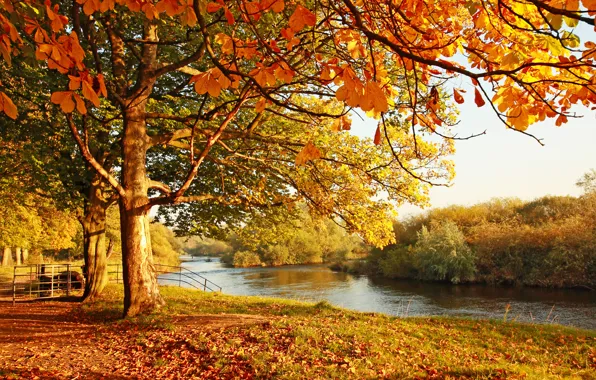 Picture autumn, water, landscape, reflection, foliage, the bridge, dereja