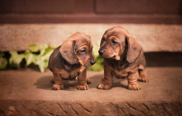 Picture dogs, puppies, Dachshund, a couple, twins