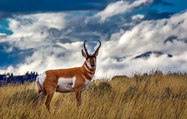 Picture field, the sky, grass, clouds, horns, Yellowstone, Yellowstone National Park, Pronghorn