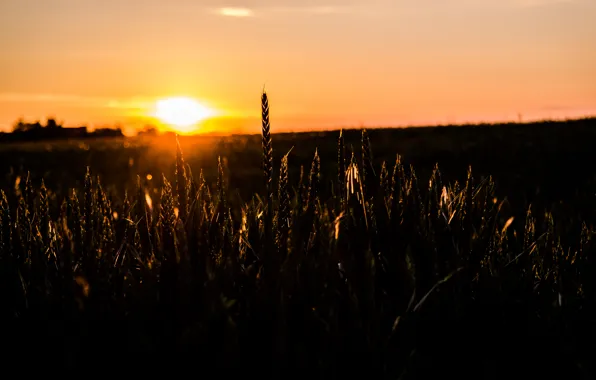 Picture Sunset, Golden, Summer, View, Field, Macro, Mood, Grains